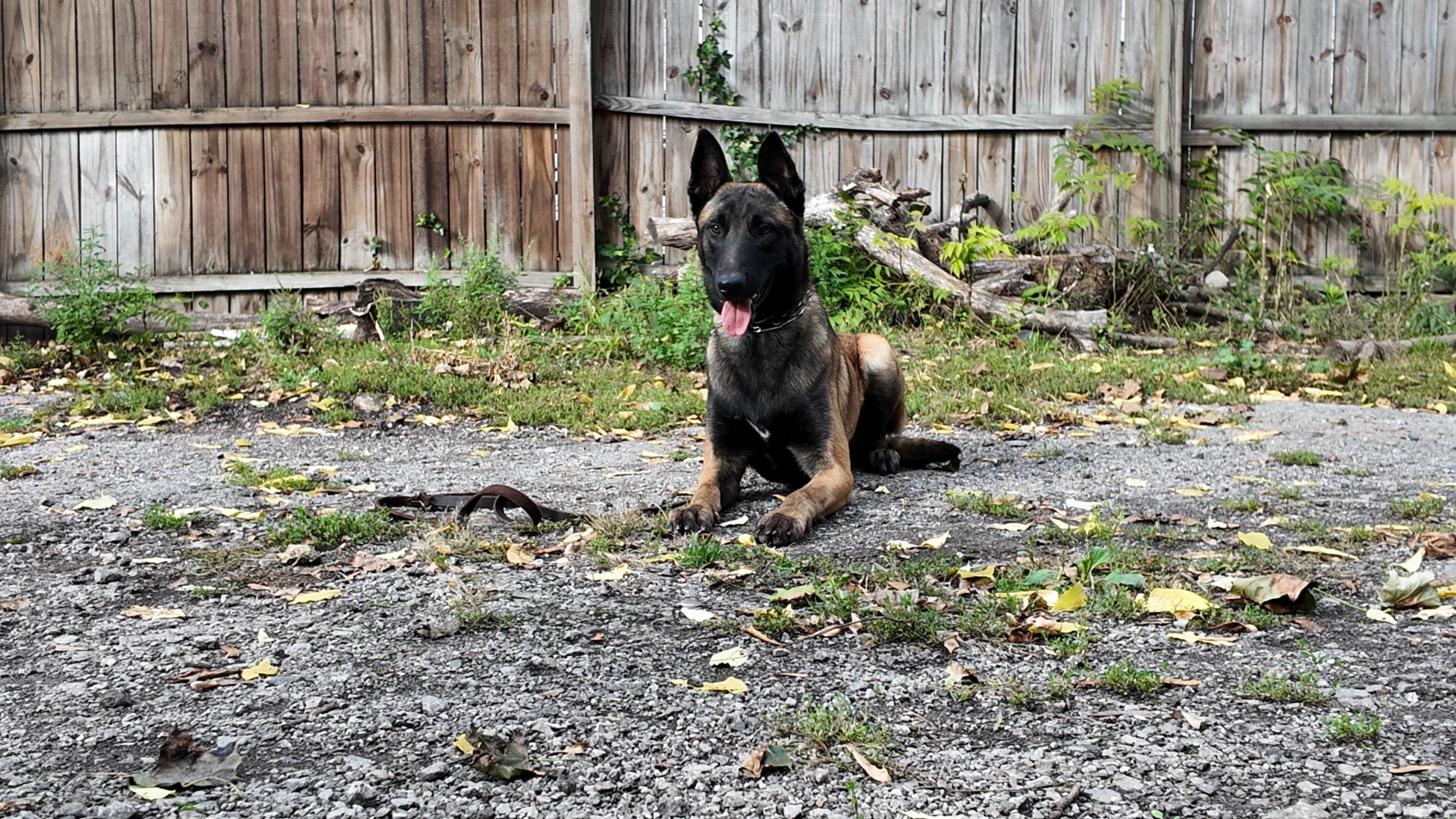 Advanced Obedience