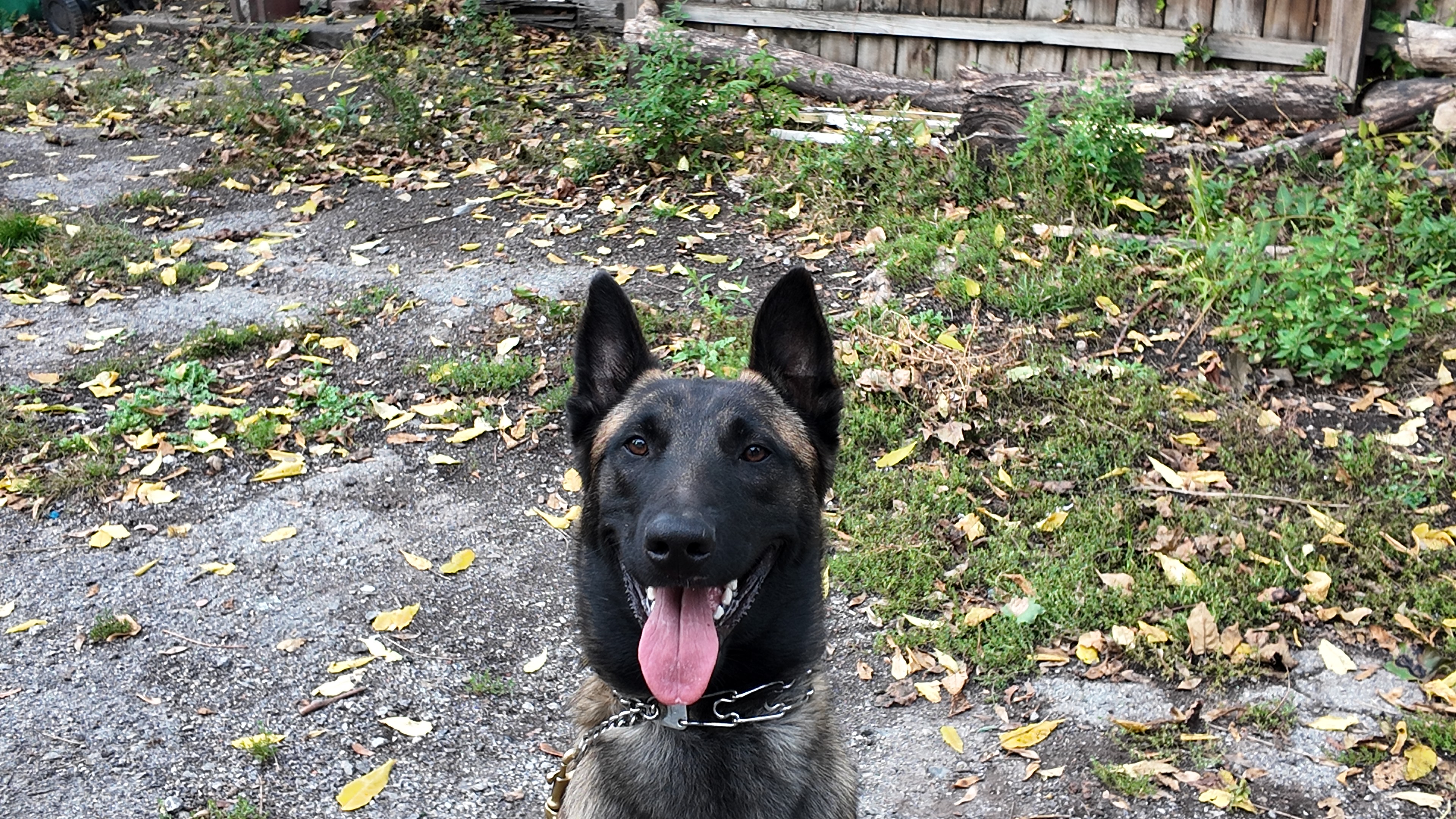Basic Obedience